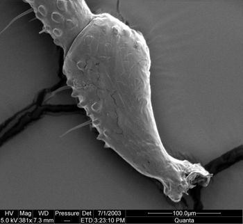 Media type: image;   Invertebrate Zoology 134640